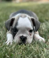 Rita, a female French Bulldog for sale in Middlebury, IN – Photo 2 of 8