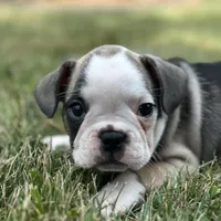 Rita, a female French Bulldog for sale in Middlebury, IN – Photo 1 of 8