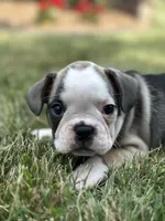 Rita, a female French Bulldog for sale in Middlebury, IN – Photo 1 of 8