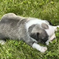 Rita, a female French Bulldog for sale in Middlebury, IN – Photo 8 of 8