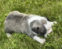 Rita, a female French Bulldog for sale in Middlebury, IN – Photo 8 of 8
