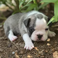 Rita, a female French Bulldog for sale in Middlebury, IN – Photo 7 of 8