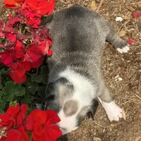 Rita, a female French Bulldog for sale in Middlebury, IN – Photo 6 of 8