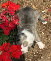 Rita, a female French Bulldog for sale in Middlebury, IN – Photo 6 of 8