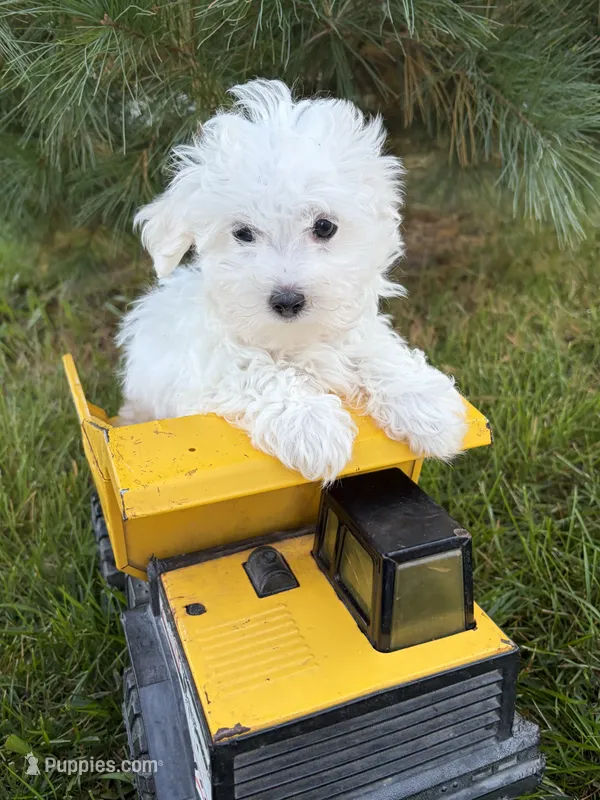 Fenton  – Maltese puppy for sale in Middlebury, IN