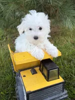Fenton , a male Maltese for sale in Middlebury, IN – 1 of 5