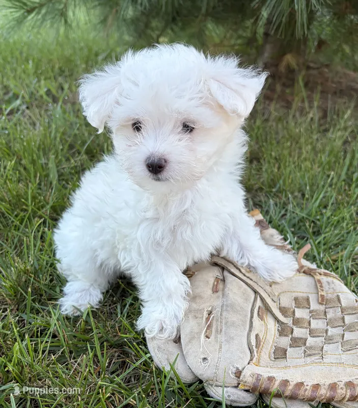 Enzo – Maltese puppy for sale in Middlebury, IN
