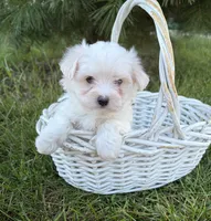 Gus, a male Maltese for sale in Middlebury, IN – 2 of 5