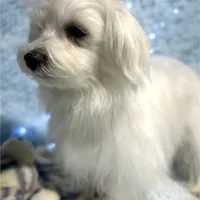 Flash, a male Maltese for sale in Middlebury, IN – Photo 7 of 10