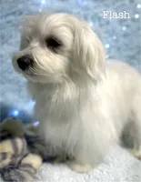 processed/dce86e4c-490c-4e94-9af8-0a9e9d1dec30/listing/be0480a1-50ab-4b12-882b-064e3a05c9ad/4913a1a2-01be-47b1-99f1-4edb95db1c87