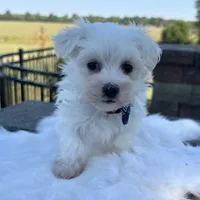 Flash, a male Maltese for sale in Middlebury, IN – Photo 10 of 10