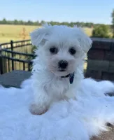 processed/dce86e4c-490c-4e94-9af8-0a9e9d1dec30/listing/be0480a1-50ab-4b12-882b-064e3a05c9ad/519f9ca1-fbc8-46a0-969a-81803f61f60b