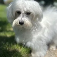 Flash, a male Maltese for sale in Middlebury, IN – Photo 1 of 10
