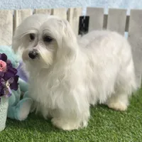 Flash, a male Maltese for sale in Middlebury, IN – Photo 5 of 10