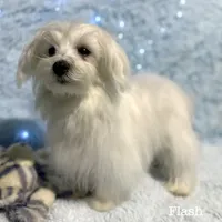 Flash, a male Maltese for sale in Middlebury, IN – Photo 6 of 10