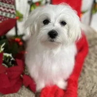 Flash, a male Maltese for sale in Middlebury, IN – Photo 9 of 10