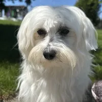 Flash, a male Maltese for sale in Middlebury, IN – Photo 2 of 10