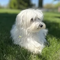 Flash, a male Maltese for sale in Middlebury, IN – Photo 3 of 10