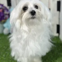 Flash, a male Maltese for sale in Middlebury, IN – Photo 4 of 10