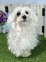 processed/dce86e4c-490c-4e94-9af8-0a9e9d1dec30/listing/be0480a1-50ab-4b12-882b-064e3a05c9ad/bec7c5ed-ffaa-47aa-970a-3c1585a81bab