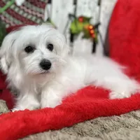 Flash, a male Maltese for sale in Middlebury, IN – Photo 8 of 10
