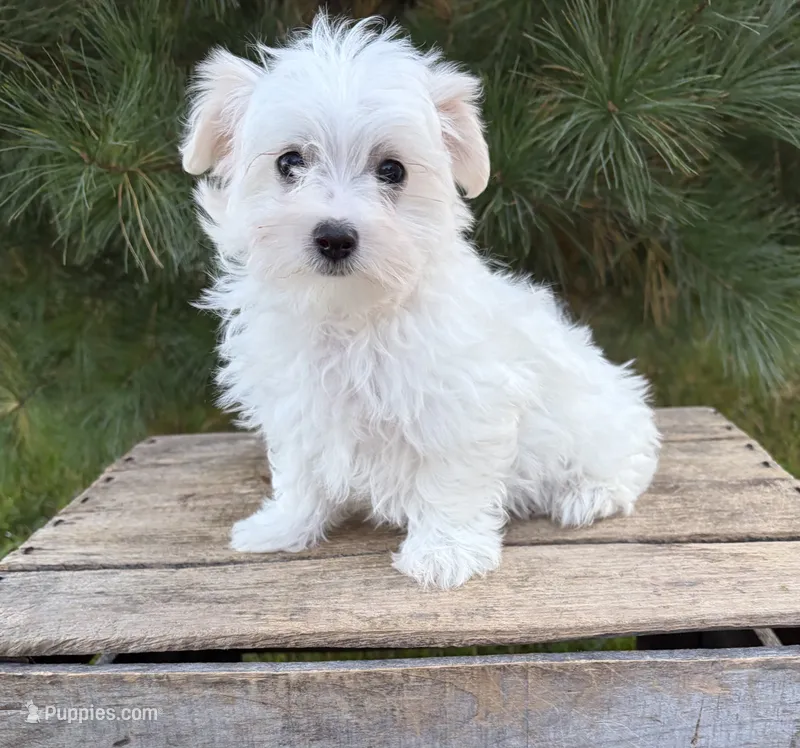 Gus – Maltese puppy for sale in Middlebury, IN