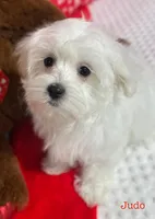 Judo, a male Maltese for sale in Middlebury, IN – Photo 6 of 10
