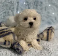 Judo, a male Maltese for sale in Middlebury, IN – Photo 9 of 10