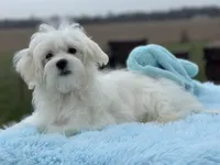 Judo, a male Maltese for sale in Middlebury, IN – Photo 3 of 10