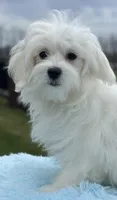 Judo, a male Maltese for sale in Middlebury, IN – Photo 4 of 10