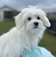 Judo, a male Maltese for sale in Middlebury, IN – Photo 2 of 10
