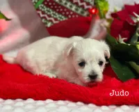 Judo, a male Maltese for sale in Middlebury, IN – Photo 10 of 10