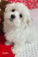 Judo, a male Maltese for sale in Middlebury, IN – Photo 7 of 10