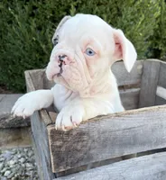 Dina, a female French Bulldog for sale in Middlebury, IN – 4 of 5