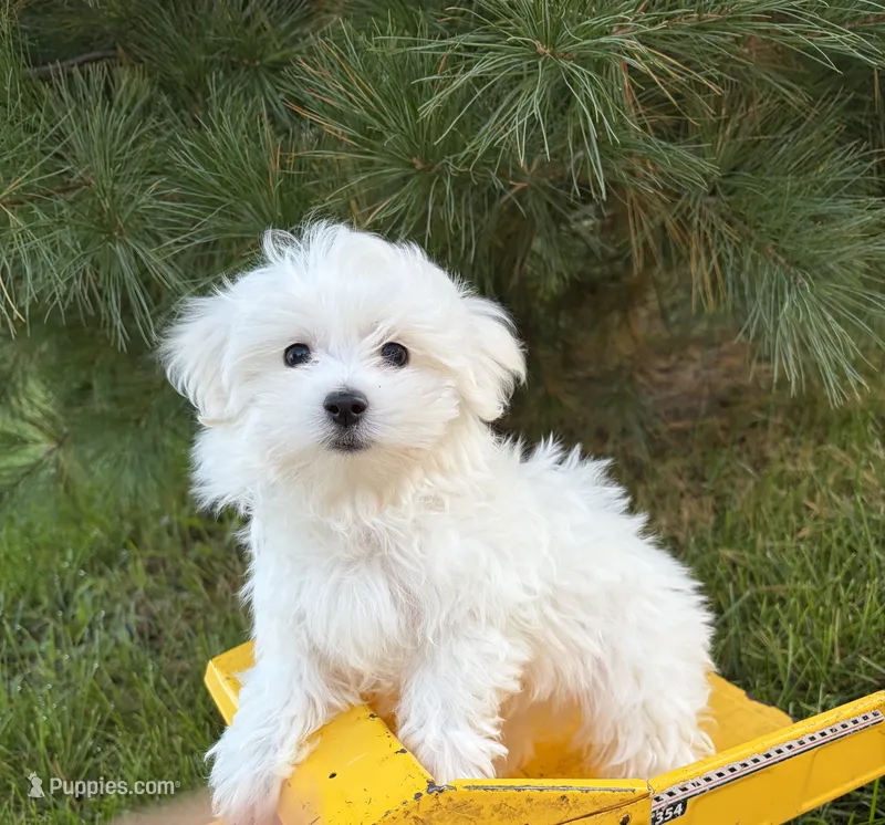 Freddie – Maltese puppy for sale in Middlebury, IN