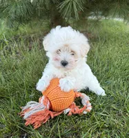 Gina, a female Maltese for sale in Middlebury, IN – 4 of 4