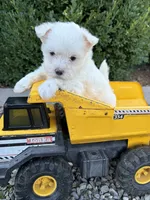 Enzo, a male Maltese for sale in Middlebury, IN – 3 of 4
