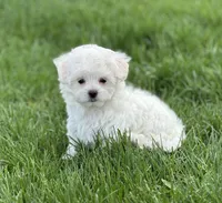 Oprah, a female Maltese for sale in Middlebury, IN – Photo 4 of 5