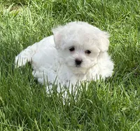 Oprah, a female Maltese for sale in Middlebury, IN – Photo 3 of 5