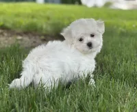 Oprah, a female Maltese for sale in Middlebury, IN – Photo 5 of 5