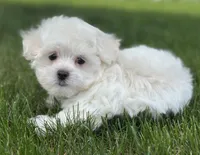 Oprah, a female Maltese for sale in Middlebury, IN – Photo 2 of 5