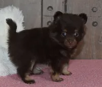 Bella, a female Pomeranian for sale in Middlebury, IN – Photo 4 of 7