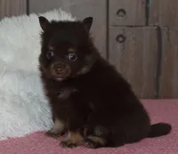 Bella, a female Pomeranian for sale in Middlebury, IN – Photo 7 of 7