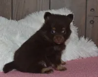 Bella, a female Pomeranian for sale in Middlebury, IN – Photo 2 of 7