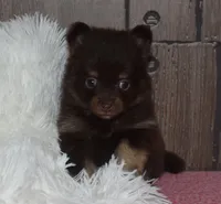 Bella, a female Pomeranian for sale in Middlebury, IN – Photo 3 of 7