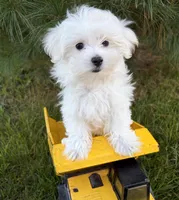 Freddie, a male Maltese for sale in Middlebury, IN – 2 of 4