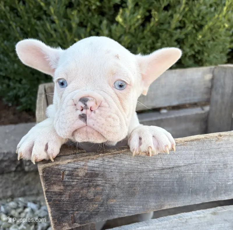 Dallas – French Bulldog puppy for sale in Middlebury, IN