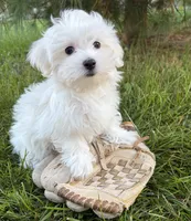 Freddie, a male Maltese for sale in Middlebury, IN – 3 of 4
