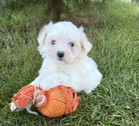 Gus, a male Maltese for sale in Middlebury, IN – 5 of 5