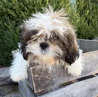 Thomas, a male Shih Tzu for sale in Middlebury, IN – 1 of 4